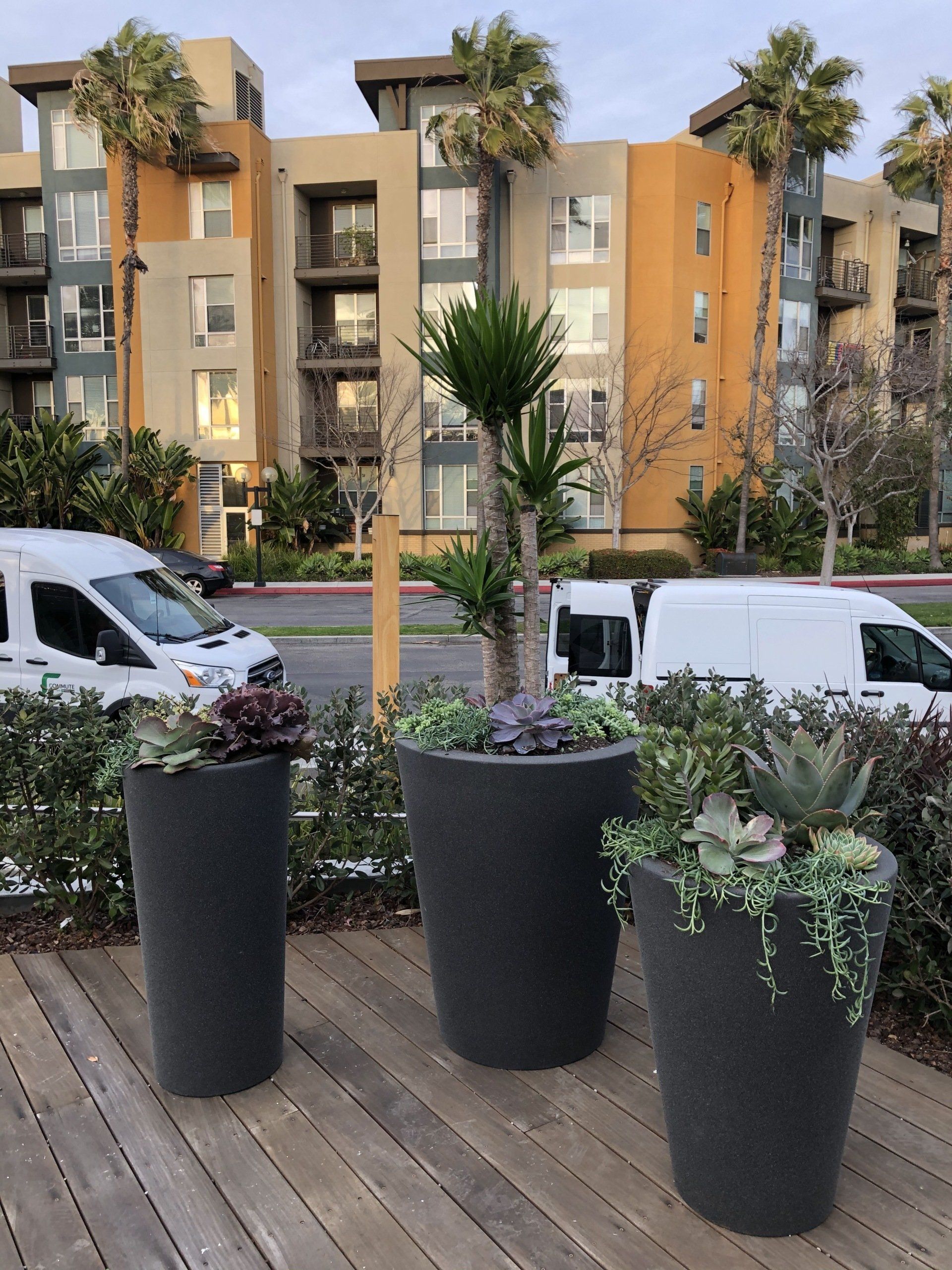 Three potted succulent plants on a wooden deck in front of a multi-story building and parked vans.