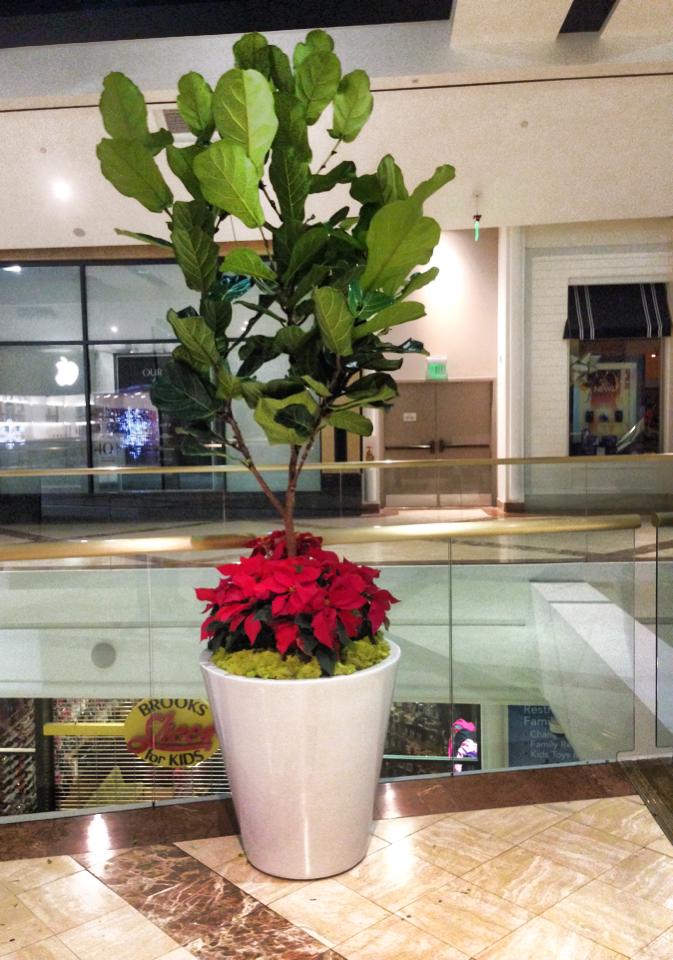 Fiddle-leaf fig tree in white planter, red poinsettias, mall setting.