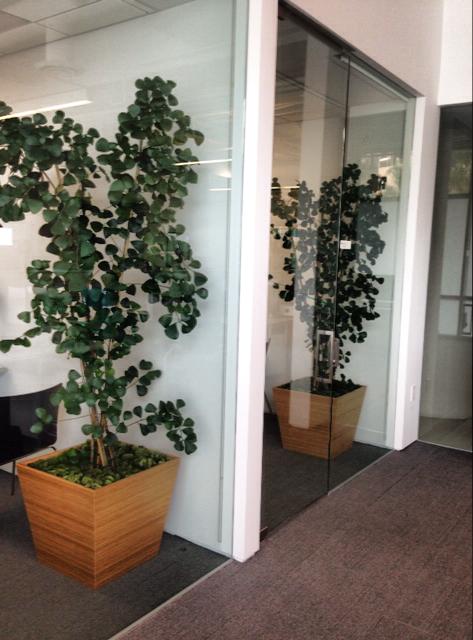 Large potted plant in wooden planter, visible through glass office wall.
