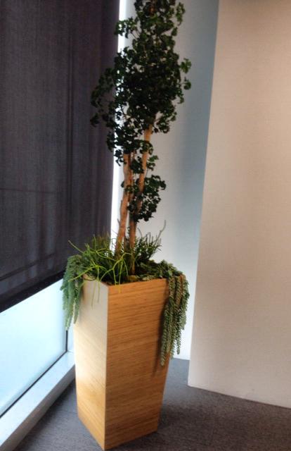 Tall wooden planter with a tree and greenery, by a window with a dark shade.