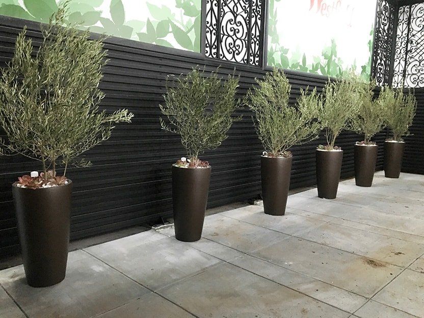 Six olive trees in tall, brown planters line a patio. Black horizontal fence in background.