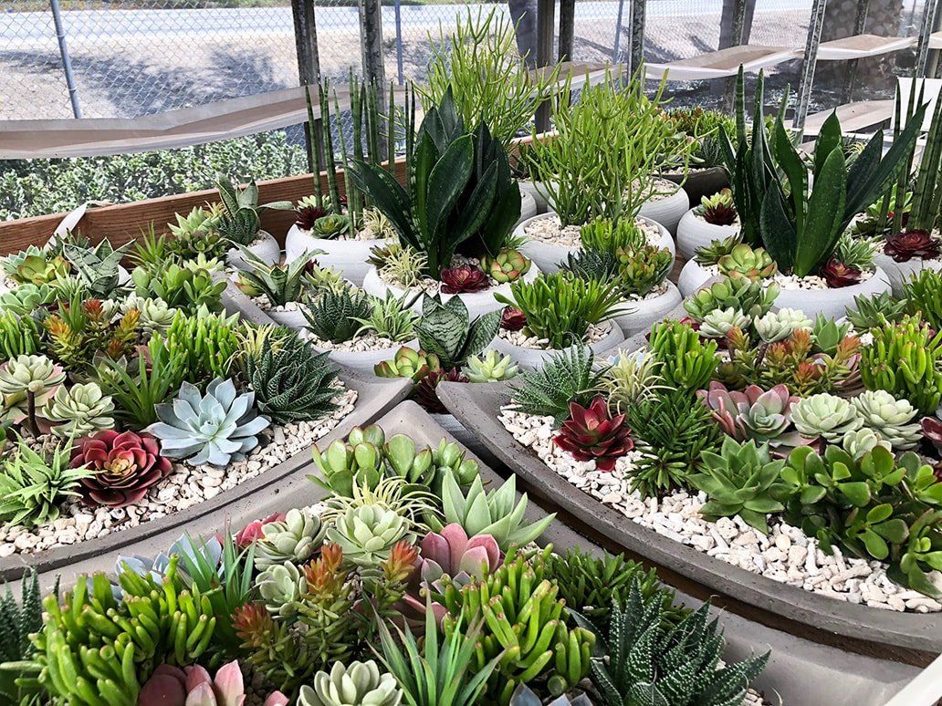 Succulent plants in various shapes and colors fill a container with white pebbles.