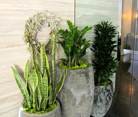 Three potted plants with a wreath, against a light-colored wall and mirrored surface.