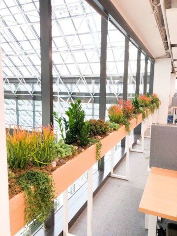Long wooden planter box filled with plants in front of a large window; an office setting.