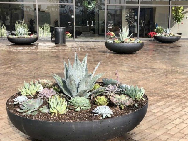 Succulents in large black planters outside a building with glass doors and windows.