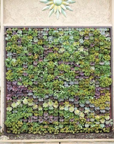 Living wall of assorted succulents in a brown framed rectangle on a beige wall, sunburst above.