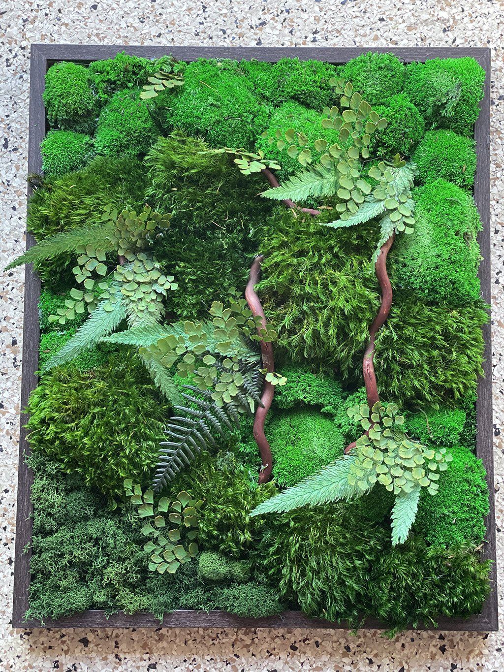 Green moss and ferns in a dark-framed square. Varying textures and shades of green.