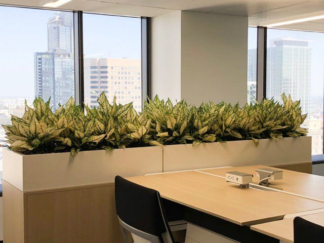 Office interior with a long planter box of green and yellow plants in front of large windows overlooking a city.