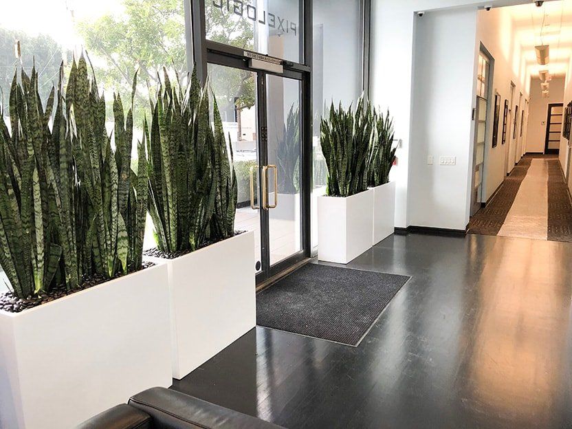 White planters with snake plants flank a glass door entrance to a hallway with black flooring.