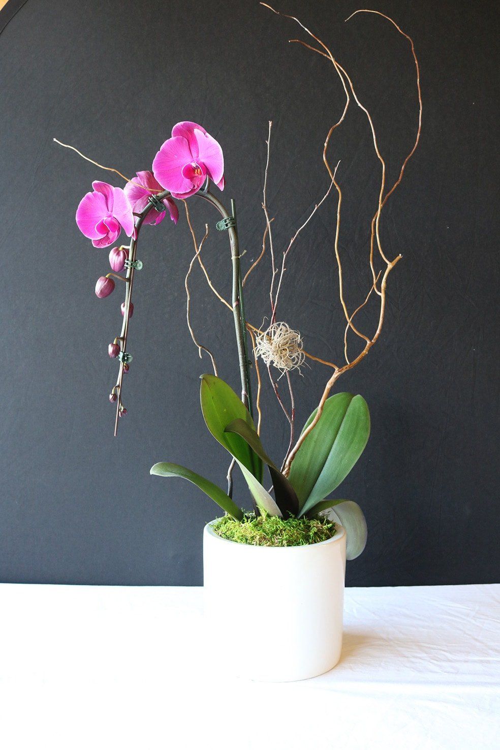 Pink orchid in a white pot with moss and decorative branches against a dark backdrop.