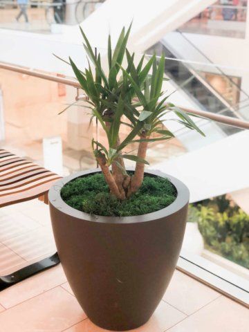 Yucca plant in a dark pot with moss, indoors near an escalator.