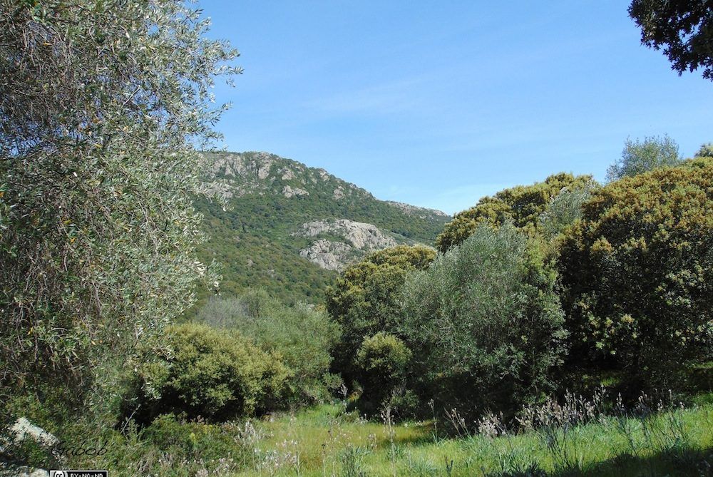 Un paesaggio di verdi colline e alberi rigogliosi sotto un cielo azzurro e limpido.