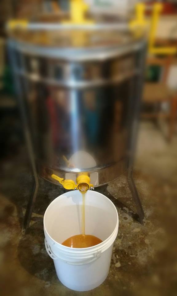 Il miele che fuoriesce da una spremitrice in acciaio inossidabile raccogliendosi in un secchio di plastica bianca.