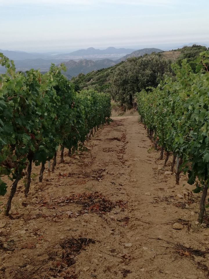 Vigneti disposte in filari lungo un sentiero sterrato che conduce verso un lontano paesaggio montano, sotto un cielo pallido.