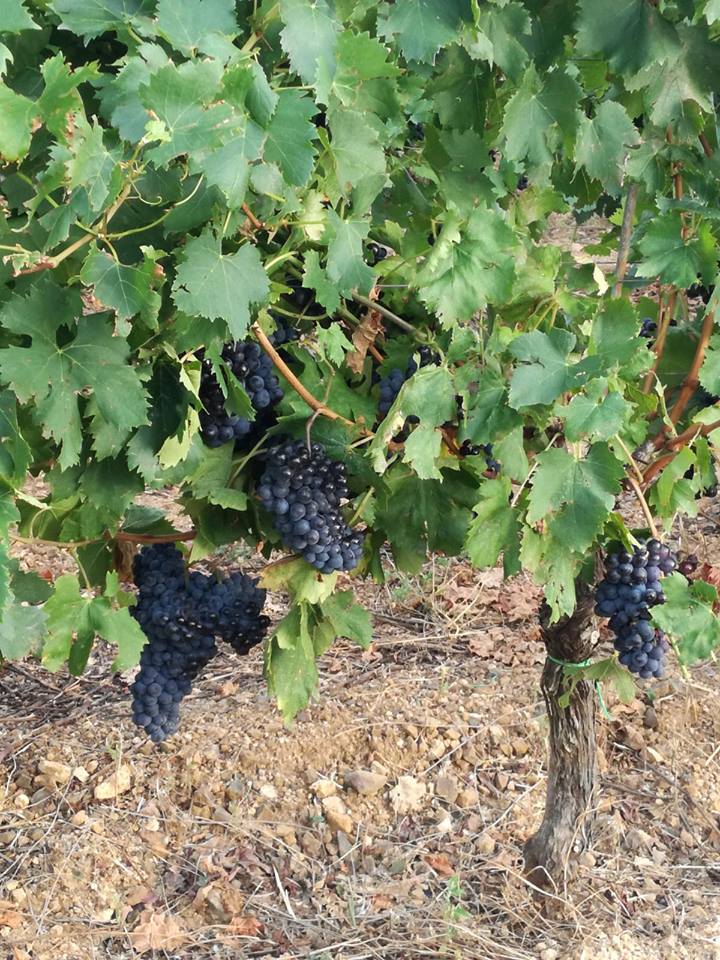Grappoli di uva viola scuro pendono da una vite in un vigneto soleggiato con terreno arido e roccioso.