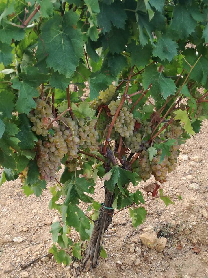Una vite carica di grappoli d'uva verde pallido che cresce in un terreno arido e roccioso.