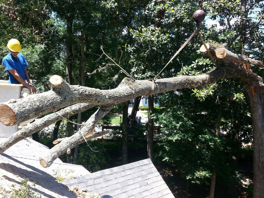 Tree Removal Services — Tree Removal in Jacksonville, FL Tree Removal Services — Tree Removal in Jacksonville, FL