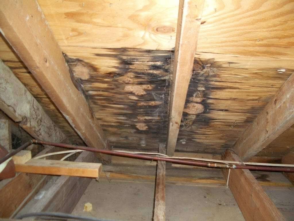 A wooden ceiling with black mold growing on it.