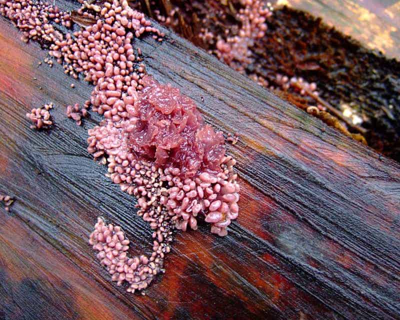 A close up of a purple mushroom growing on a piece of wood.