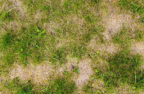 Crabgrass — Chesapeake, VA — Grassroots of Tidewater LTD. Crabgrass — Chesapeake, VA — Grassroots of Tidewater LTD.