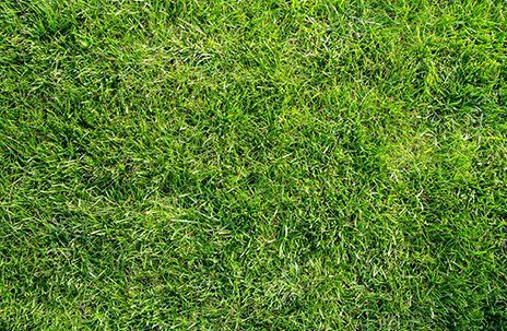 Green Grass — Chesapeake, VA — Grassroots of Tidewater LTD. Green Grass — Chesapeake, VA — Grassroots of Tidewater LTD.