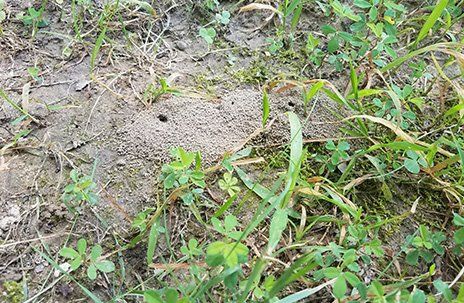 Grass Pests — Chesapeake, VA — Grassroots of Tidewater LTD. Grass Pests — Chesapeake, VA — Grassroots of Tidewater LTD.