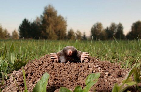 Mole on Lawn — Chesapeake, VA — Grassroots of Tidewater LTD. Mole on Lawn — Chesapeake, VA — Grassroots of Tidewater LTD.