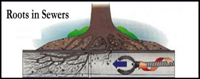 Roots in Sewers - Sewer Cleaning in Hammond, IN Roots in Sewers - Sewer Cleaning in Hammond, IN