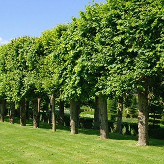 Tree maintenance