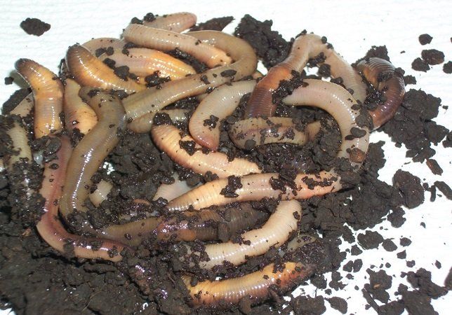 Earthworms in dark soil.