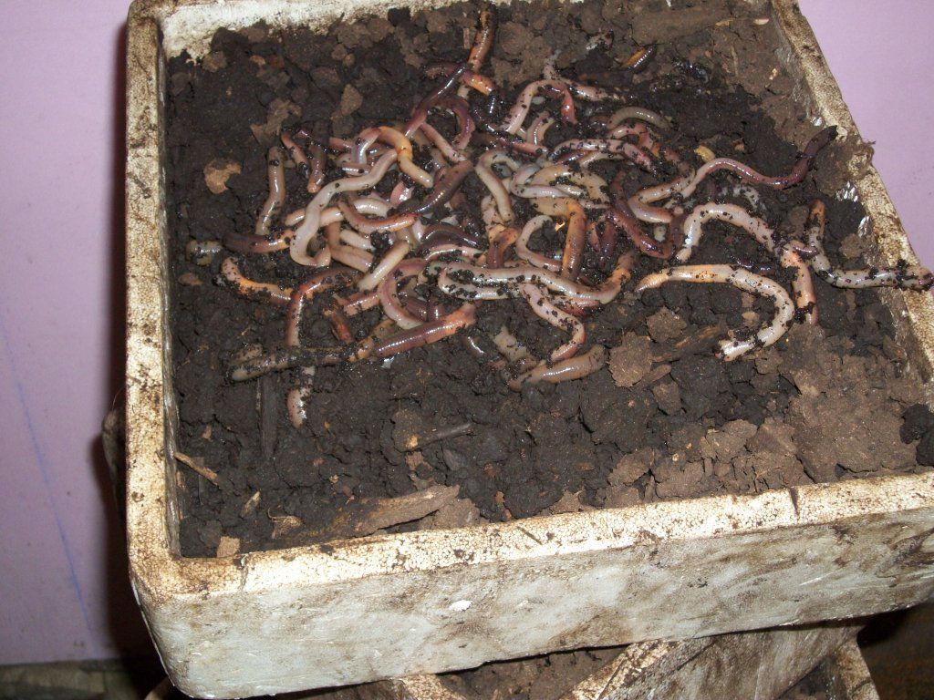 Worms in a white bin filled with soil; used for vermicomposting.