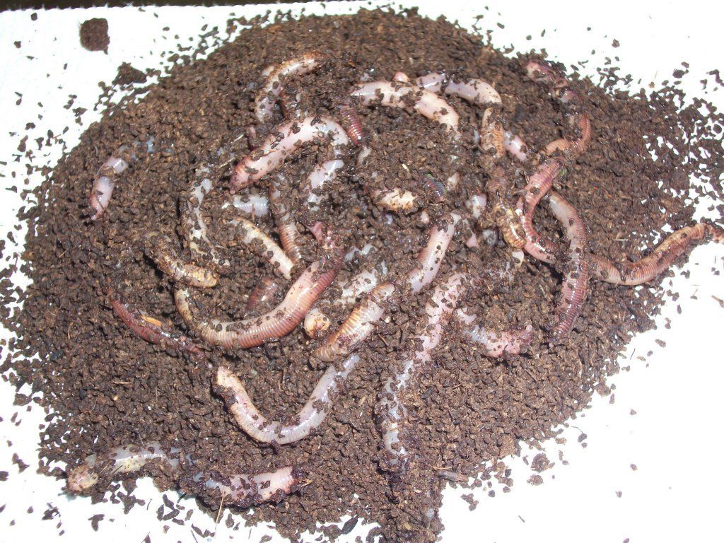 Pile of earthworms in dark brown soil.