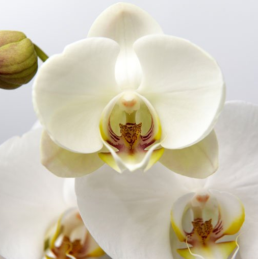 white flowers