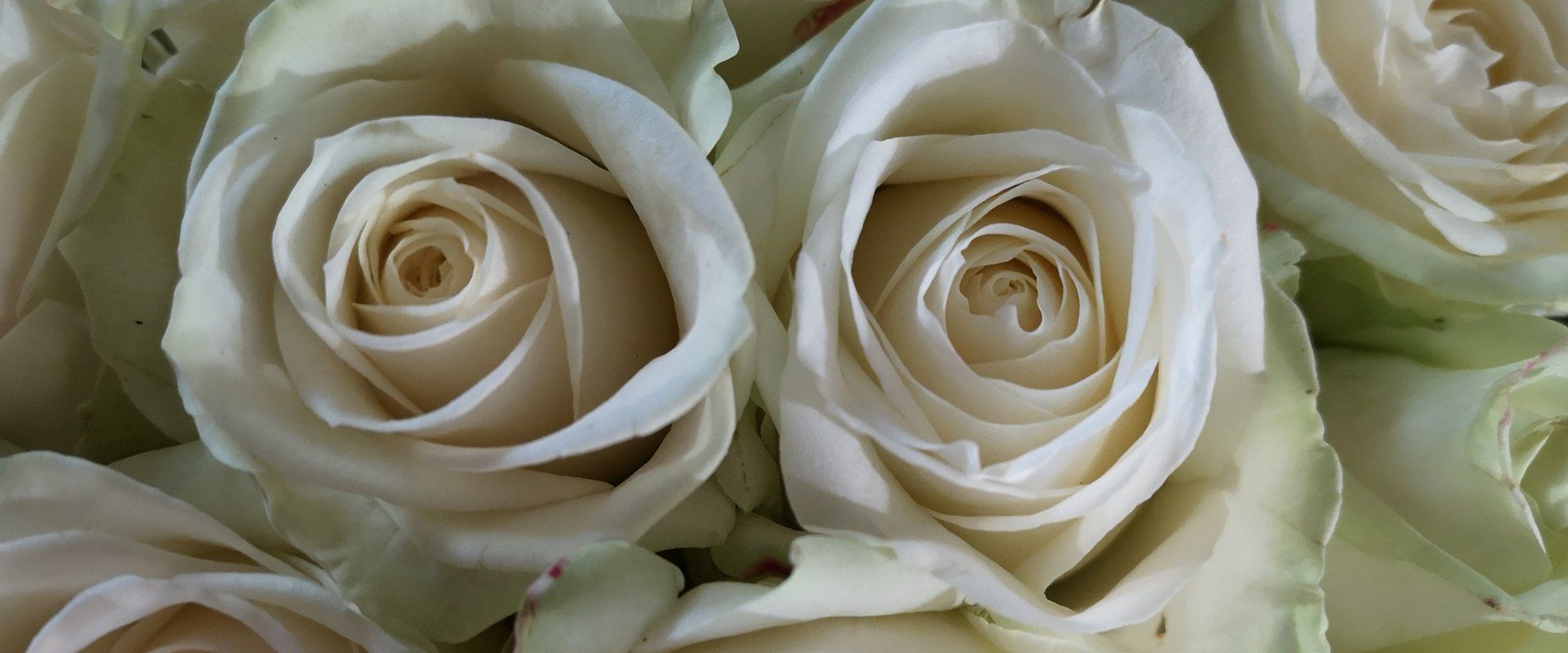 White avalanche roses