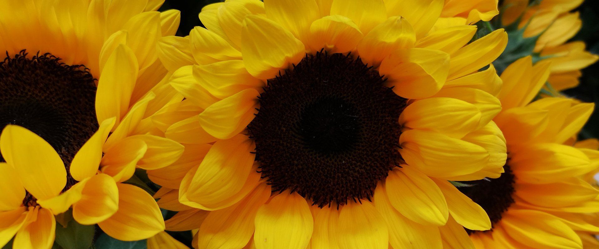 yellow flowers
