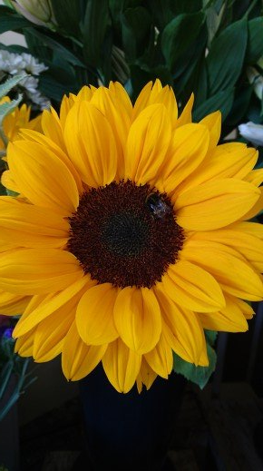 yellow flower