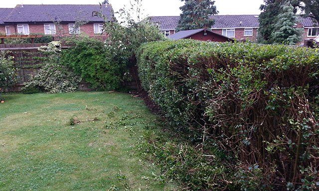 garden