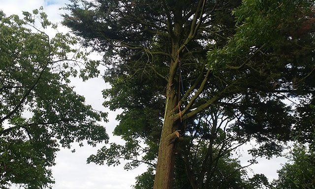 tree-work