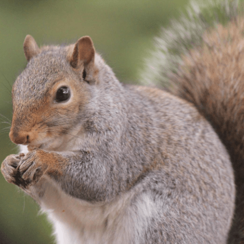 a close up of a squirrel eating a nut .