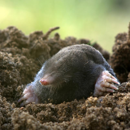 a close up of a mole laying in the dirt .