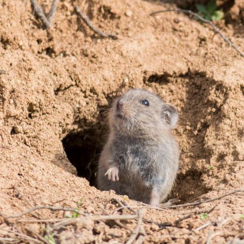 a small animal is looking out of a hole in the ground .