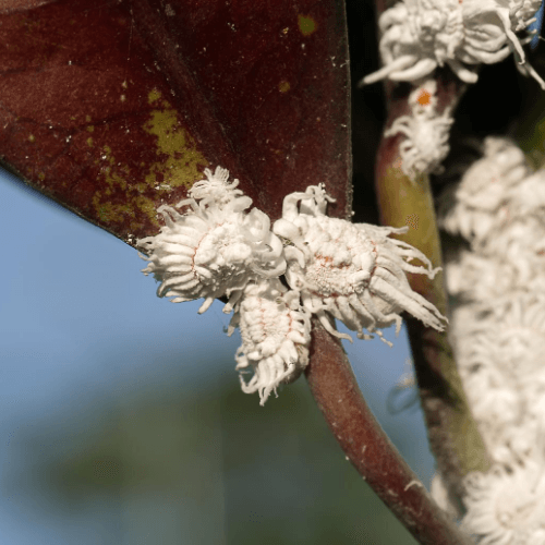 Mealybugs