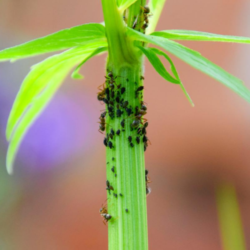Aphids
