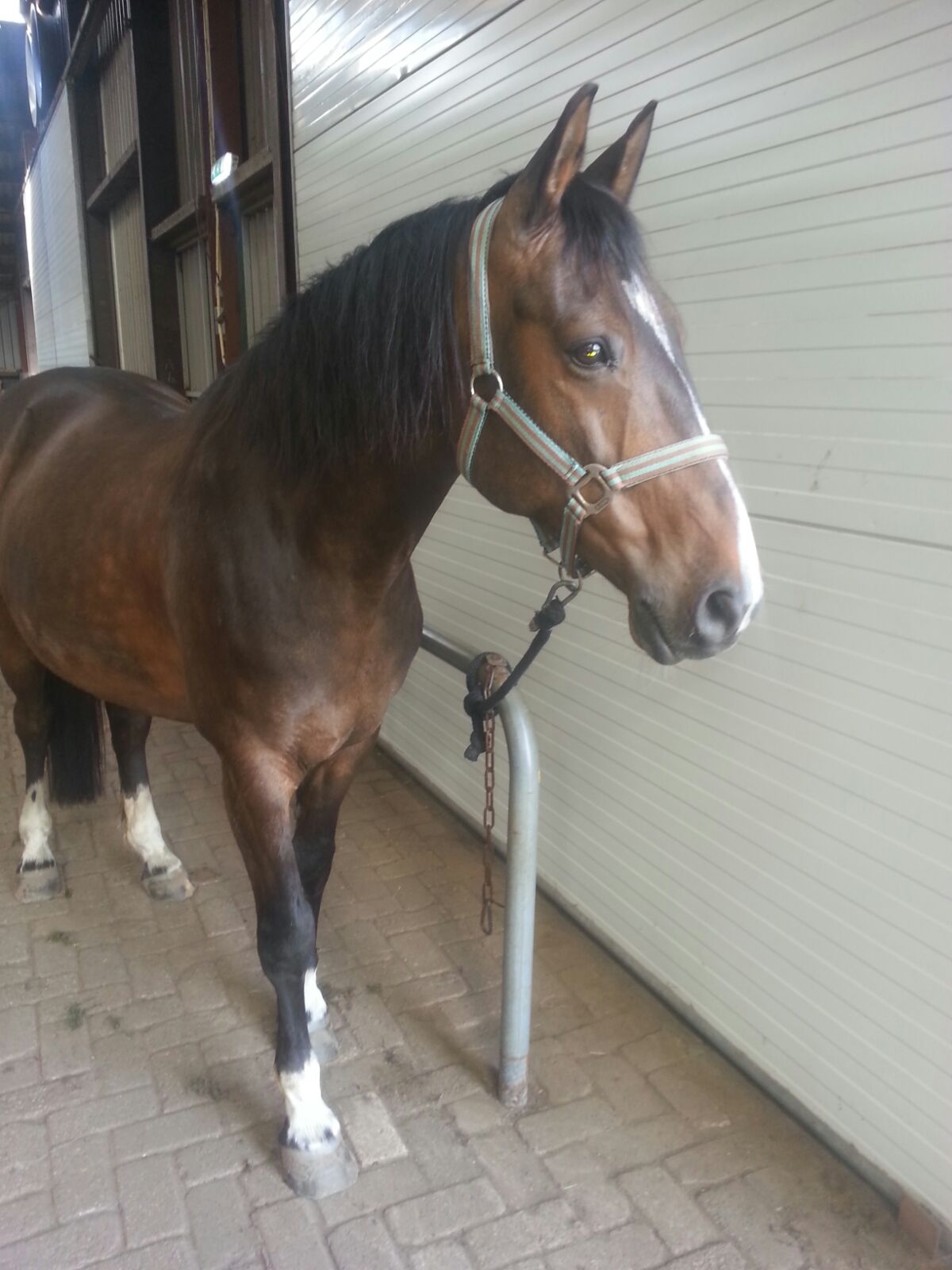 grondwerkles