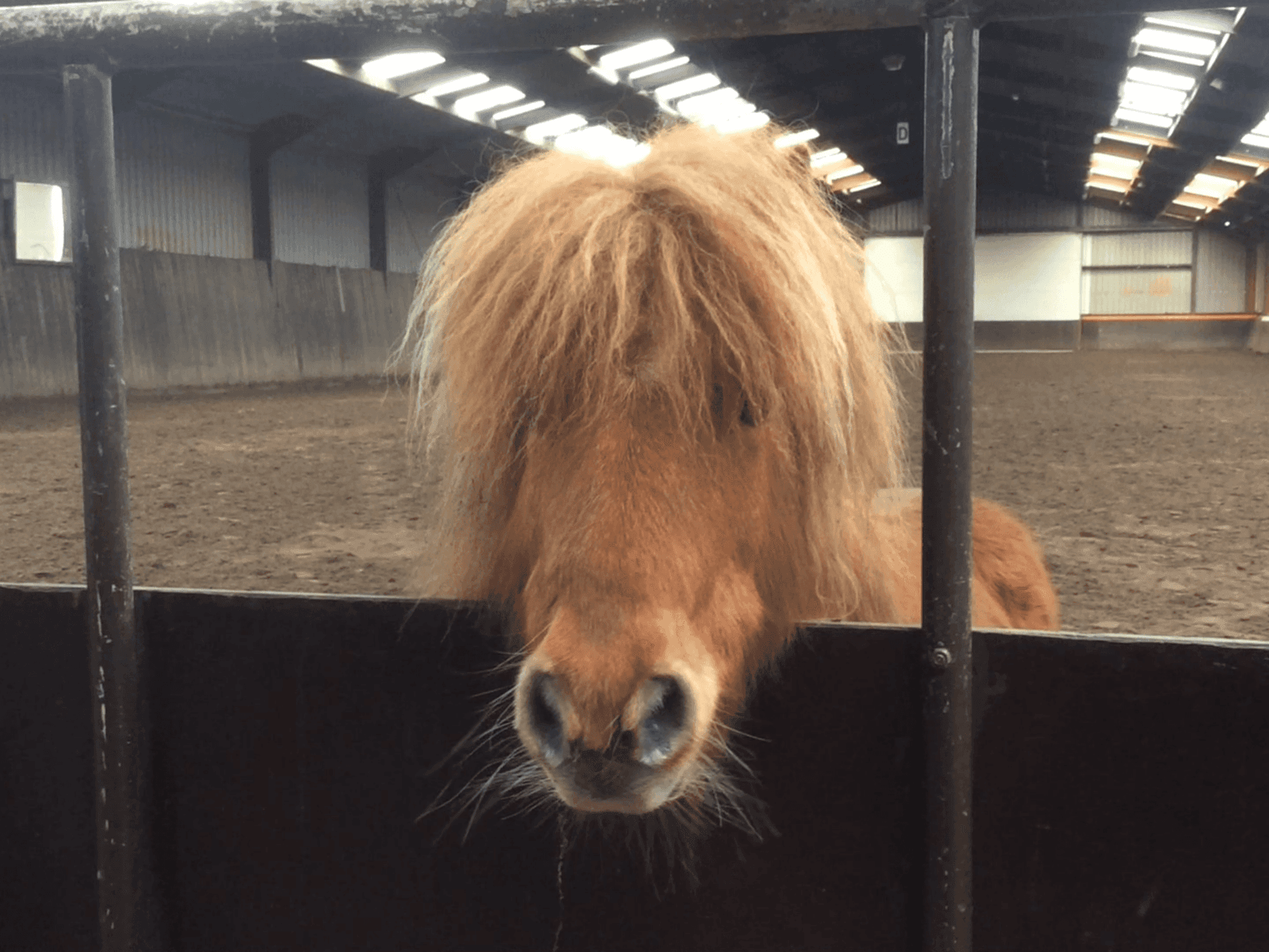 knuffel pony