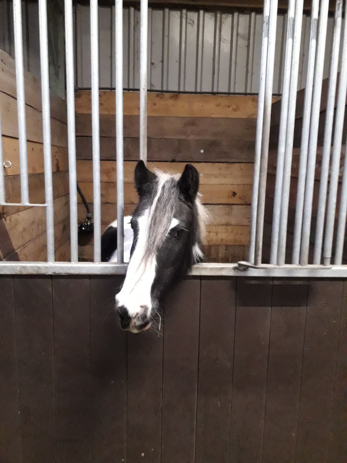 tinker pony
