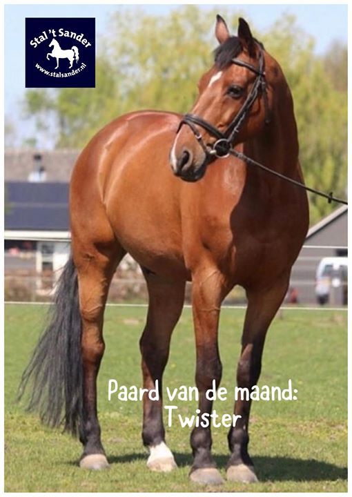manegepaard