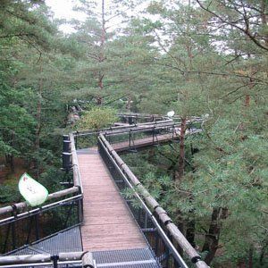 Eine Holzbrücke inmitten eines Waldes, umgeben von Bäumen.