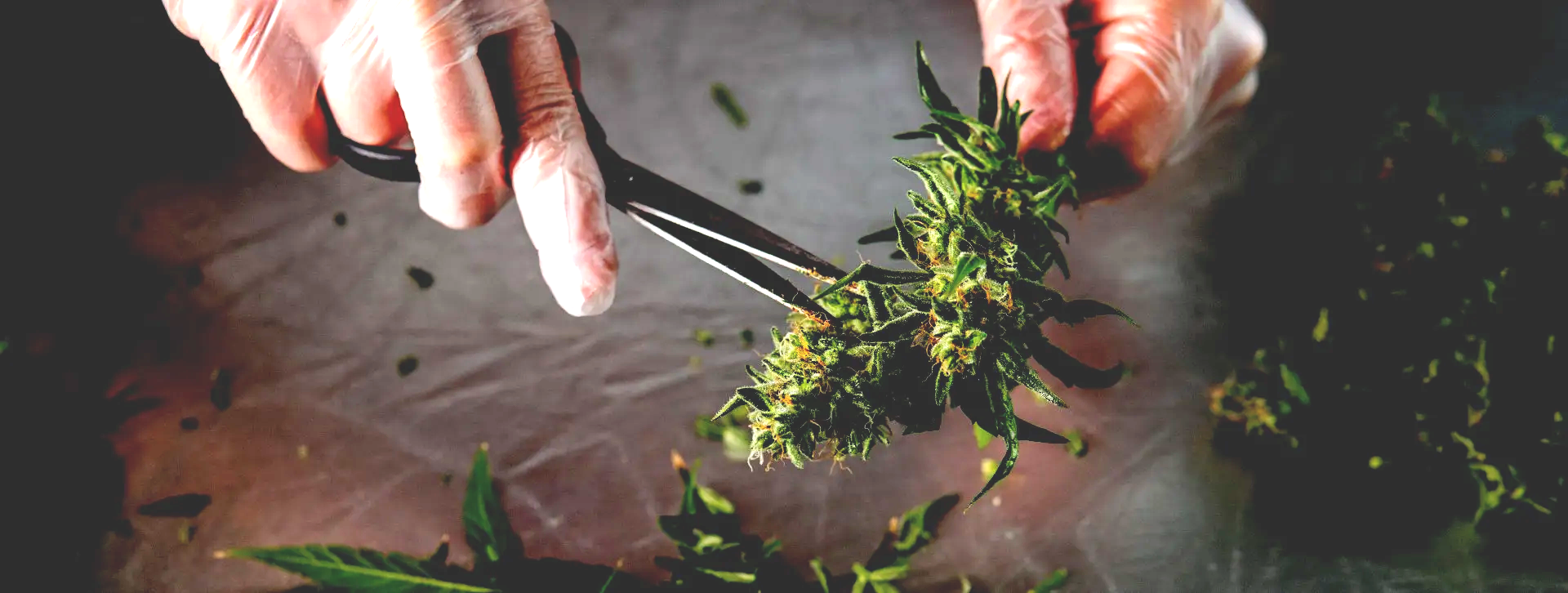 Hemp_Testing_TPSL
