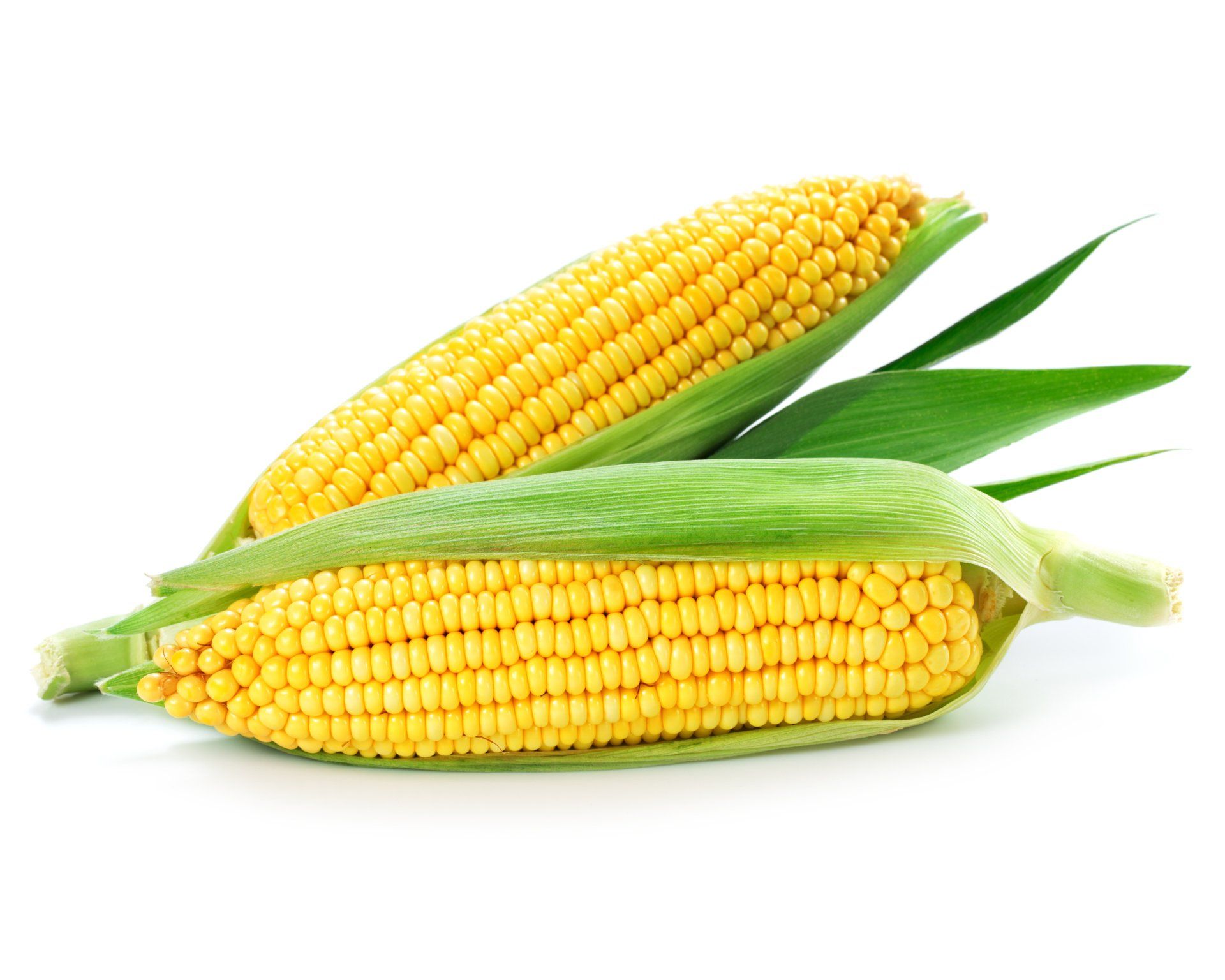 Two corn on the cob with green leaves on a white background